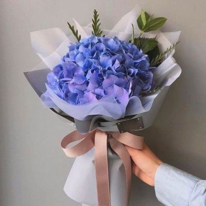 Гортензия голубая в Сургуте