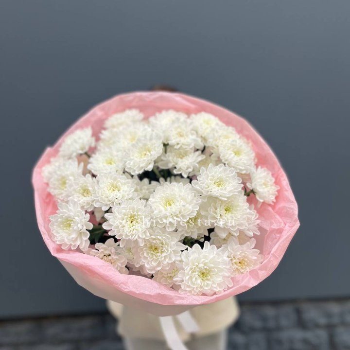  5 хризантем  в Сургуте