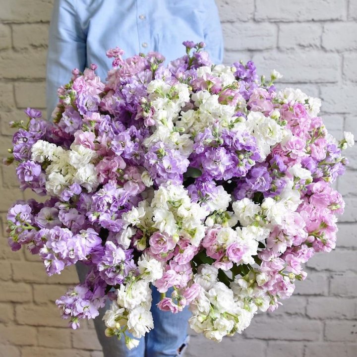 Облако маттиол в Сургуте