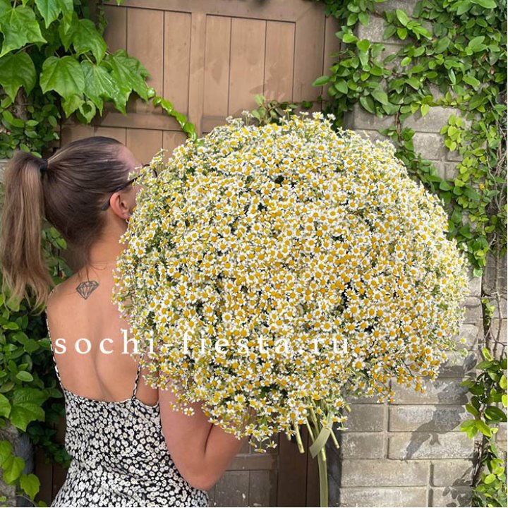 101 ромашка в Сургуте