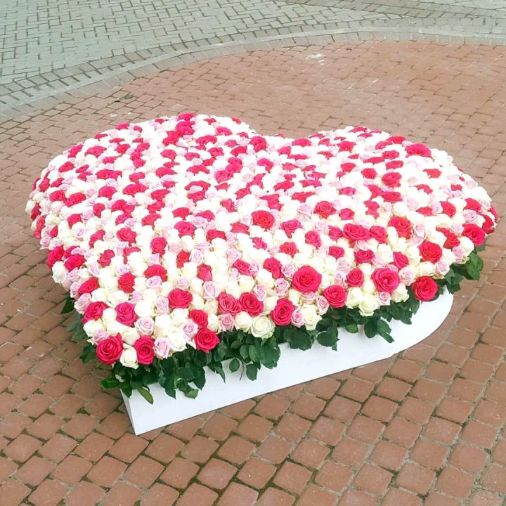 555 роза  в Сургуте