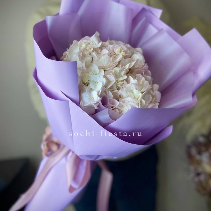 Гортензия розовая в Сургуте