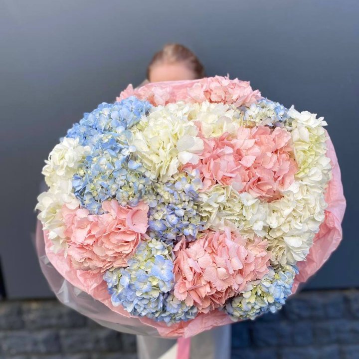 19 гортензий микс в Сургуте