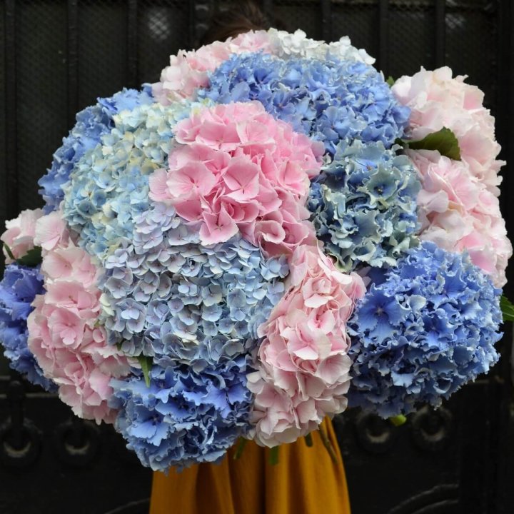 Букет гортензий "Фонтан" в Сургуте