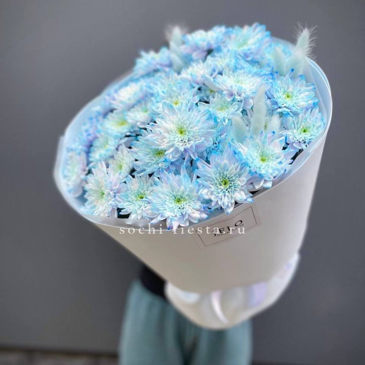  Букет нежно-голубых хризантем  в Сургуте