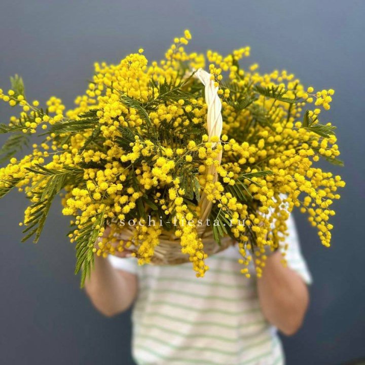 Весенняя корзина мимозы в Сургуте
