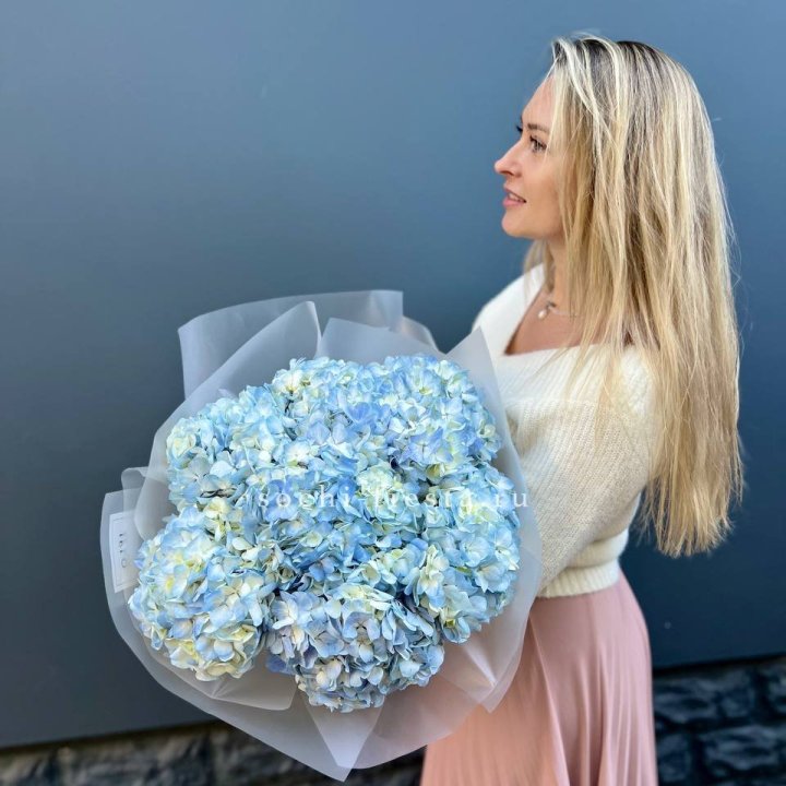 7 голубых гортензий в Сургуте