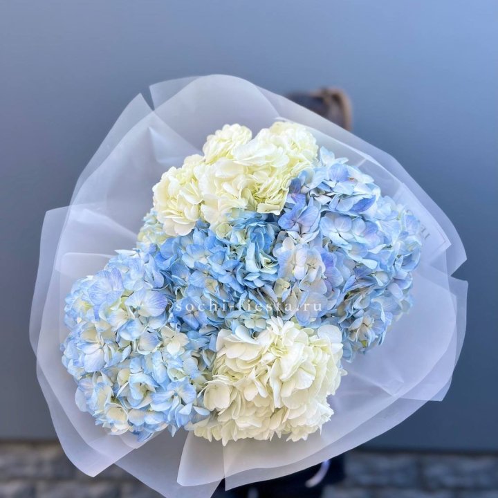 5 бело-голубых гортензий в Сургуте