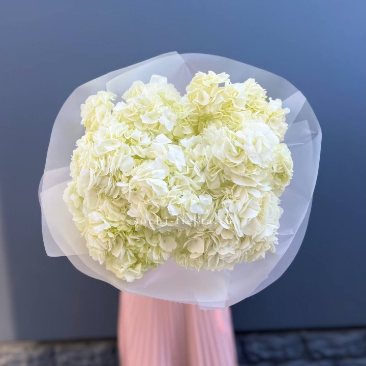 7 белых гортензий в Сургуте