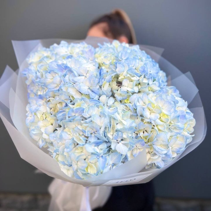 5 голубых гортензий в Сургуте