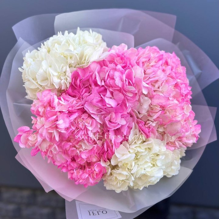 5 бело-розовых гортензий в Сургуте