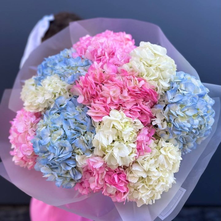 11 гортензий микс в Сургуте