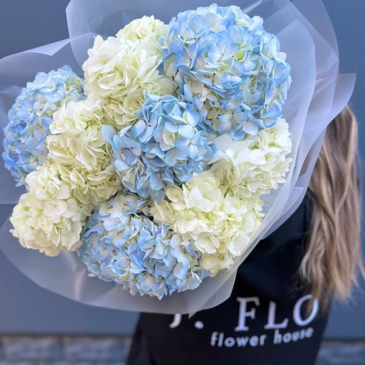 9 бело-голубых гортензий в Сургуте