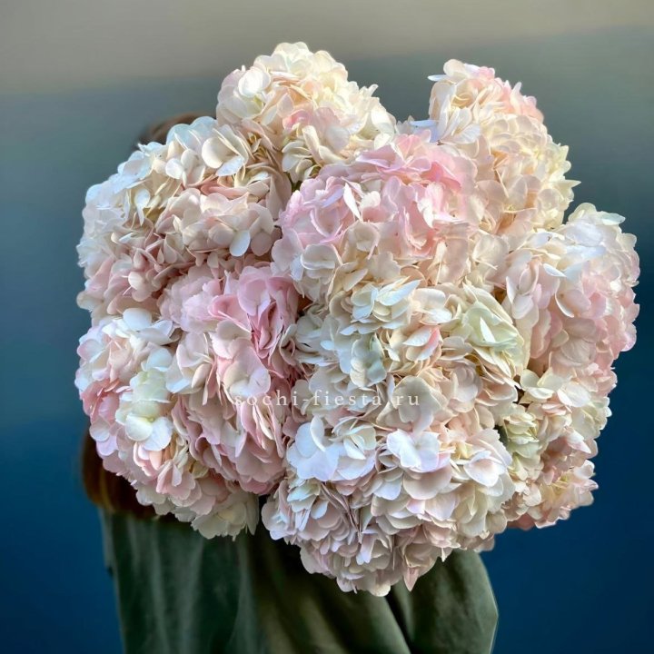 Охапка розовой гортензии в Сургуте