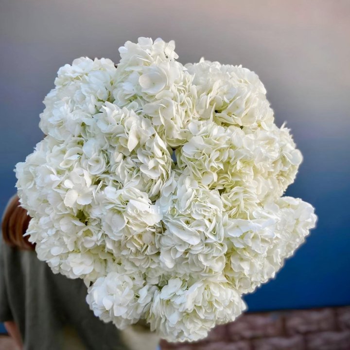 Охапка белой гортензии в Сургуте