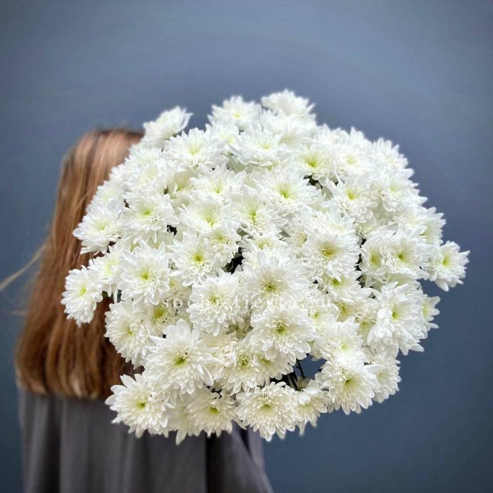 Охапка Хризантемы кустовой в Сургуте