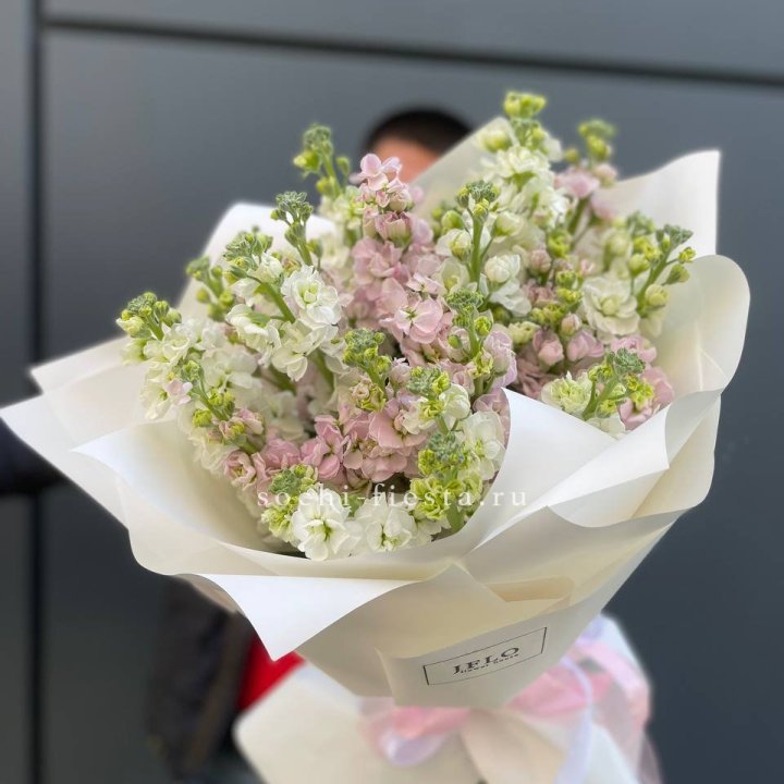 29 маттиол  в Сургуте