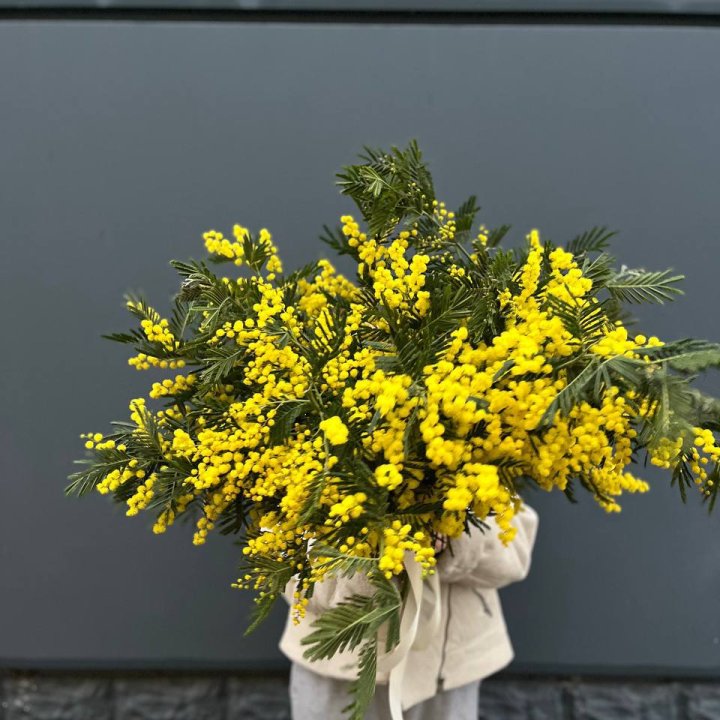 Охопка мимозы в Сургуте