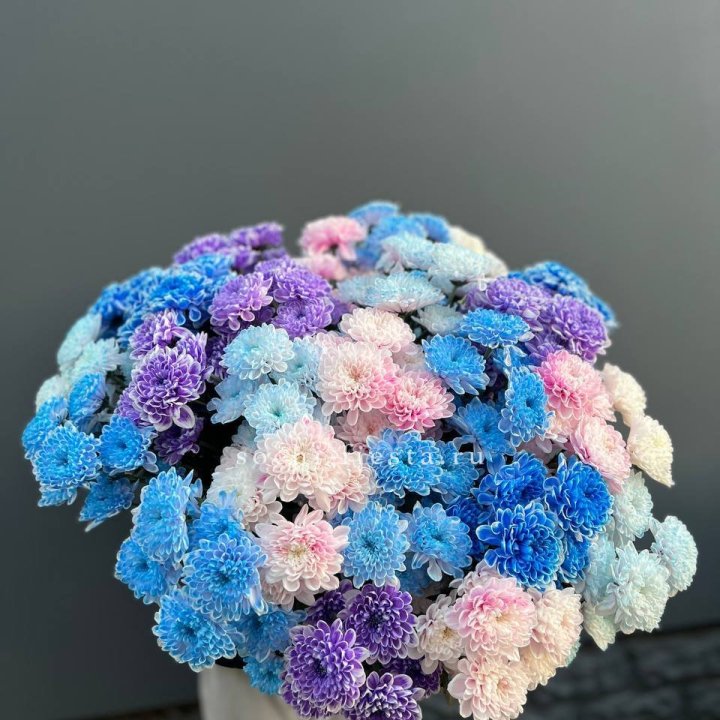 25 цветных хризантем в Сургуте