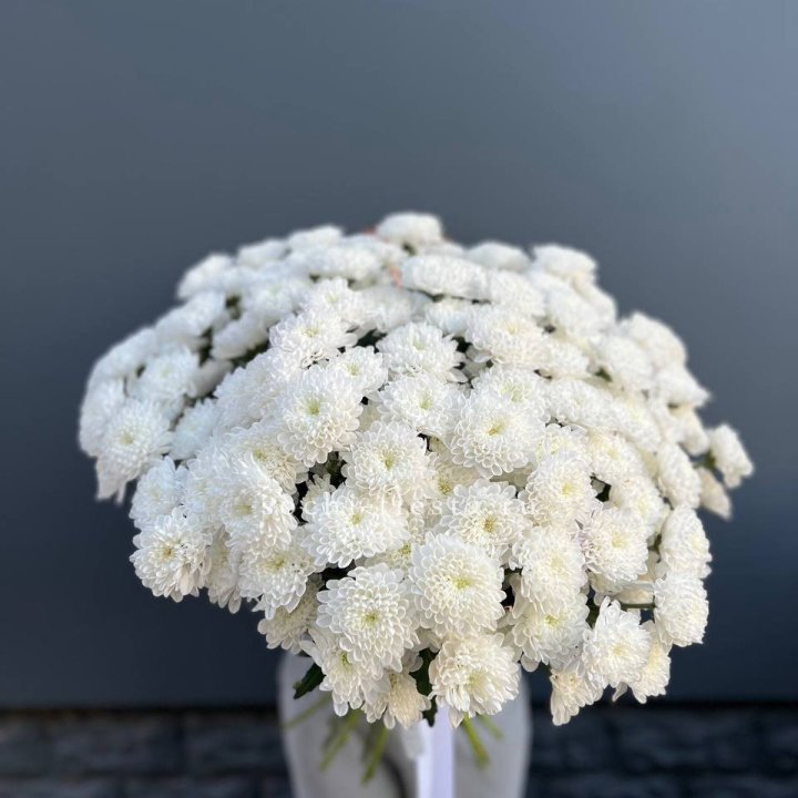  25 хризантем белых в Сургуте