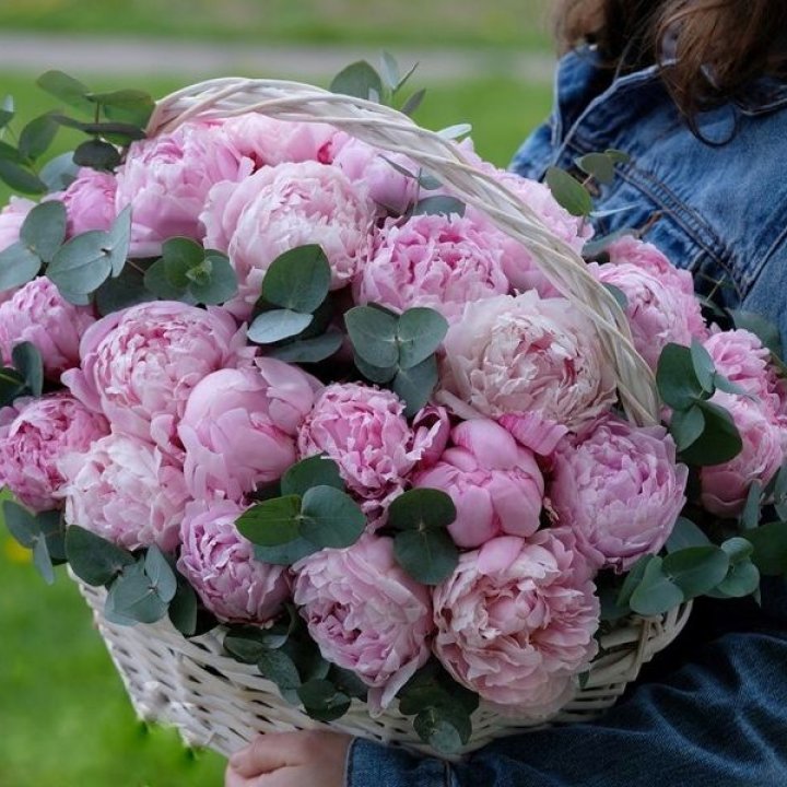 51 пион в корзине в Сургуте