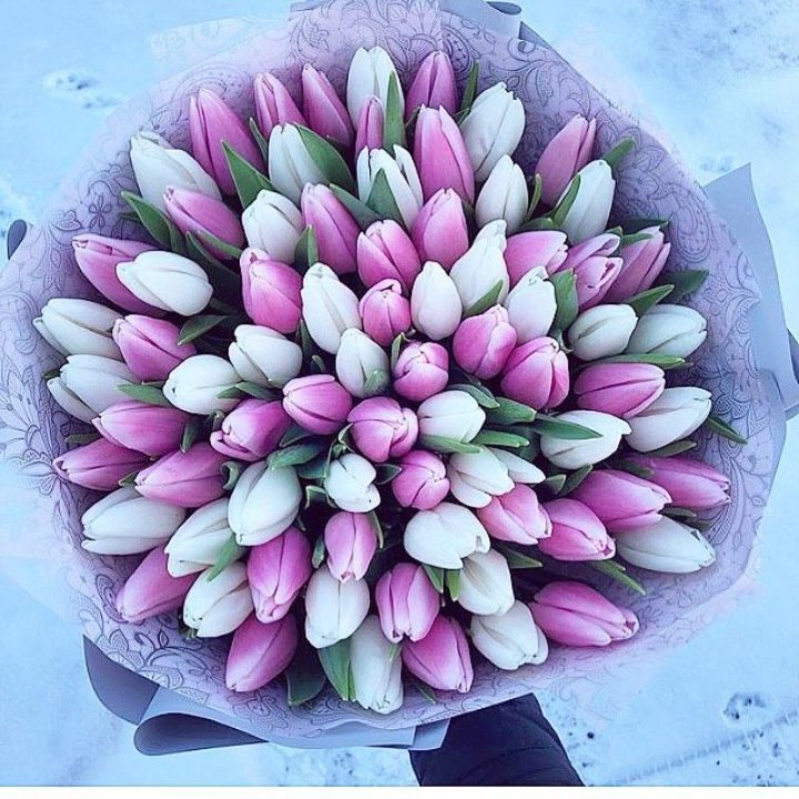 101 тюльпан "Лолипоп" в Сургуте